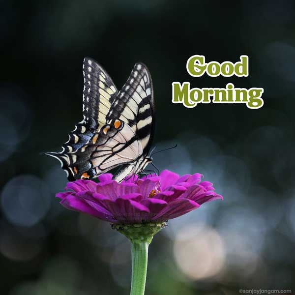 good morning hd wallpaper