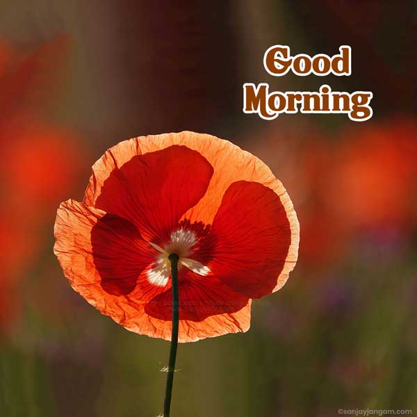 good morning heart images