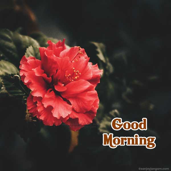 good morning images for her