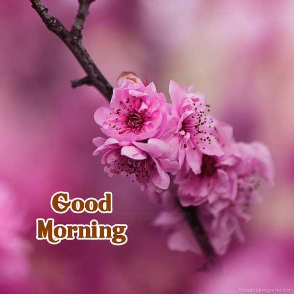 good morning images for whatsapp