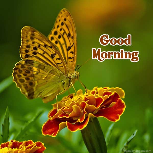 good morning images new