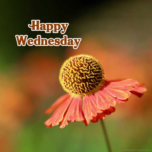 good morning images wednesday