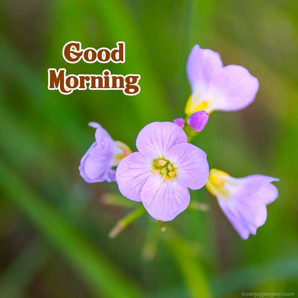 good morning images with messages
