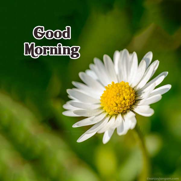 good morning images with quotes for whatsapp