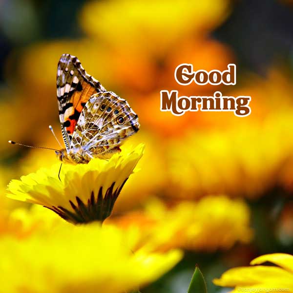 good morning images
