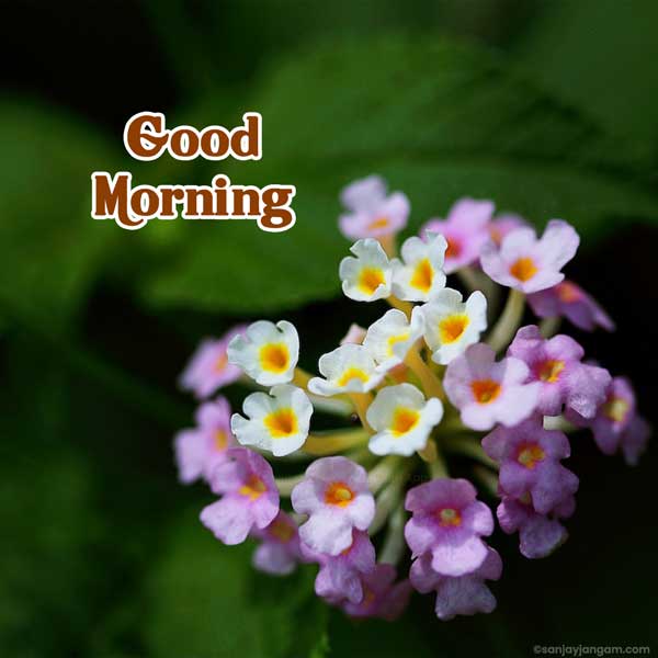 good morning inspirational images