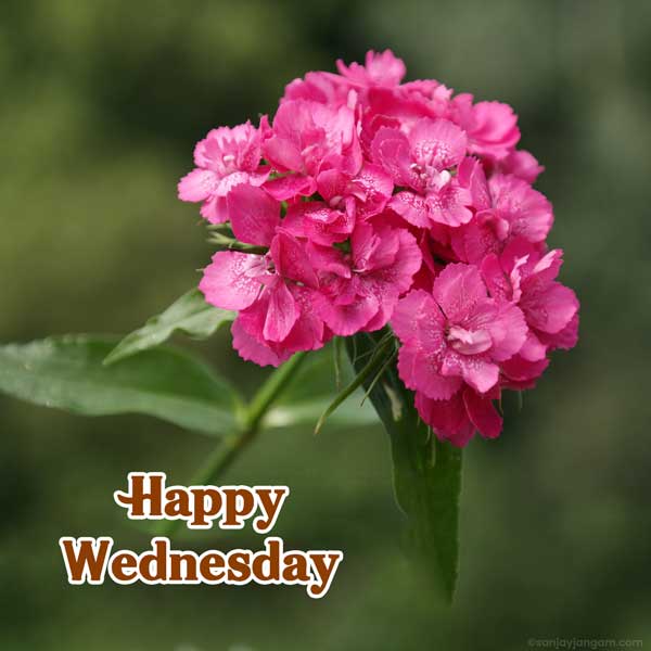 good morning it's wednesday images