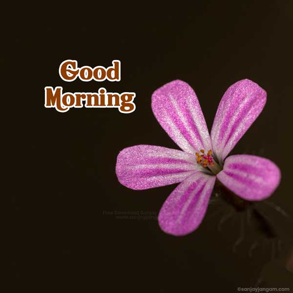 good morning love images
