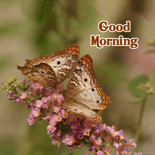 good morning my love images