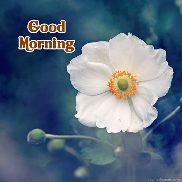 good morning nature images