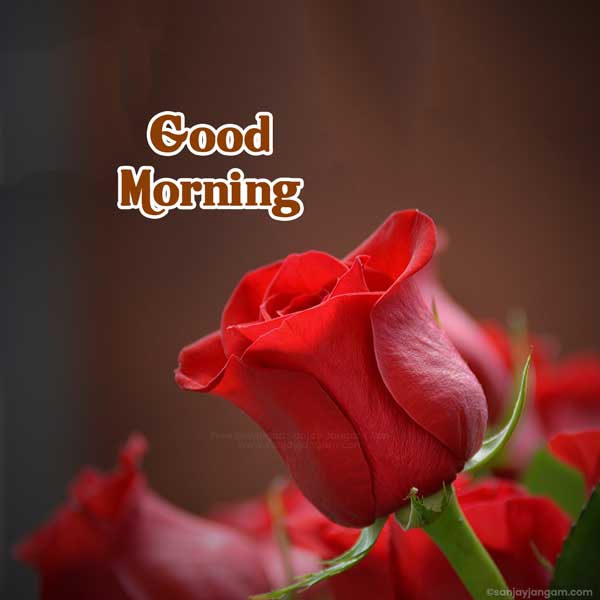 good morning photo