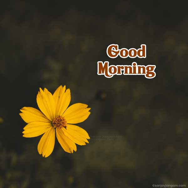 good morning photos hd