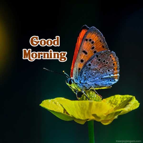 good morning pic