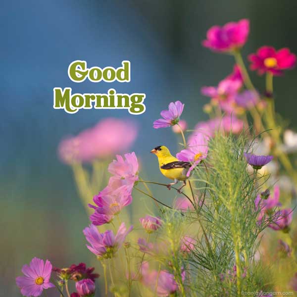 good morning pictures images