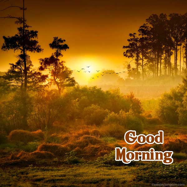 good morning quotes and images