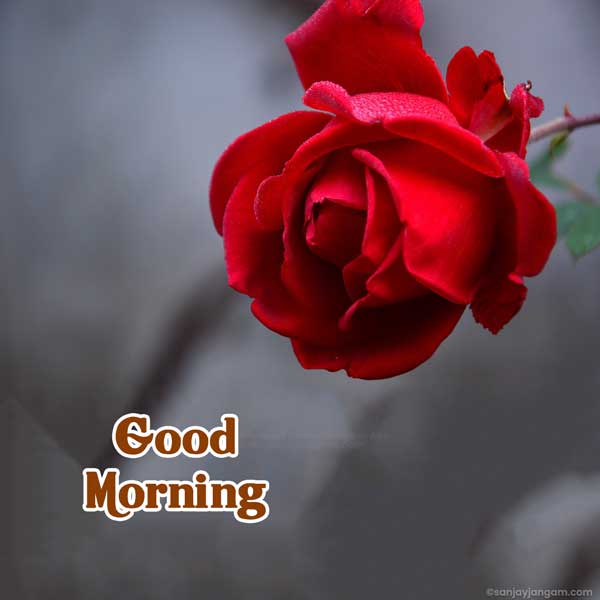 good morning rose images