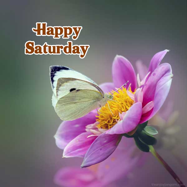 good morning saturday wishes images