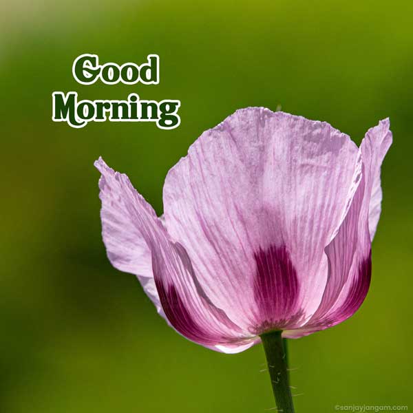 good morning snoopy images
