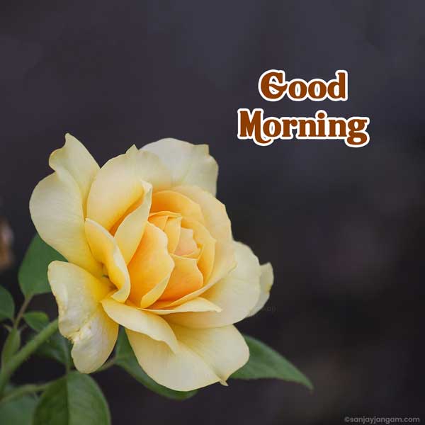good morning sunshine images