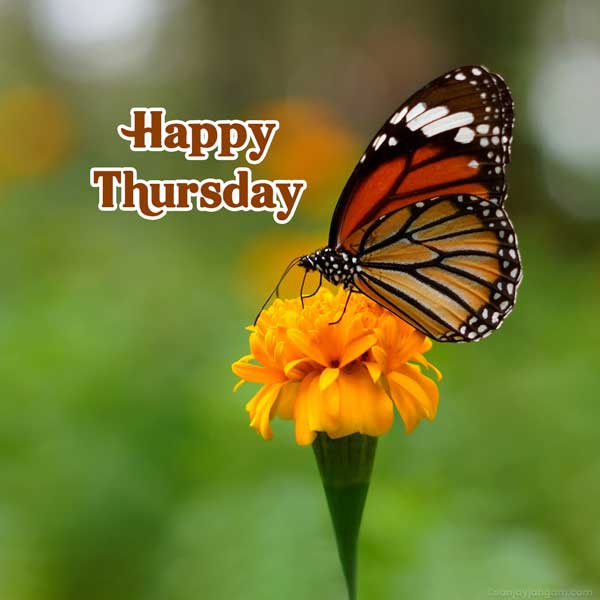 good morning thursday images