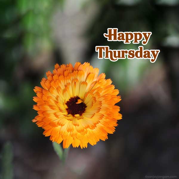 good morning thursday pics