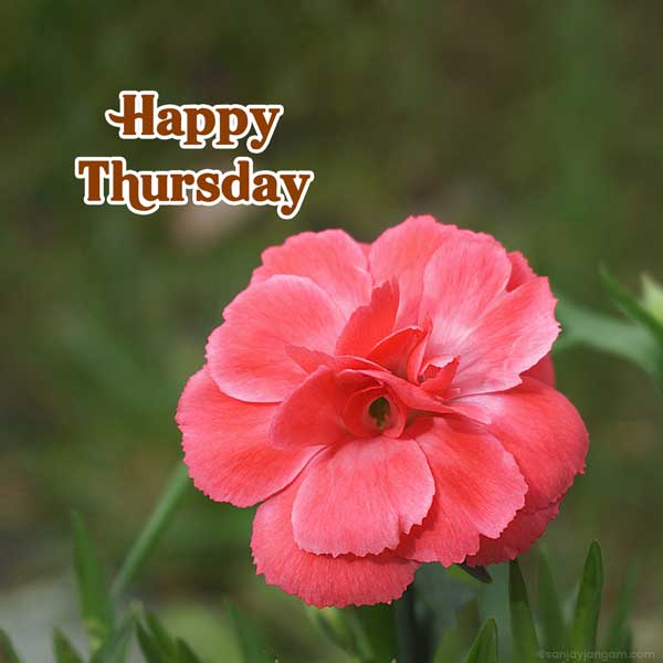 good morning thursday pictures