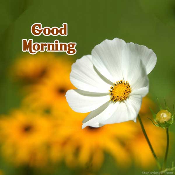 good morning wallpaper