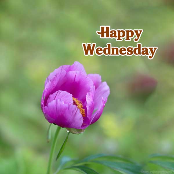 good morning wednesday flowers images