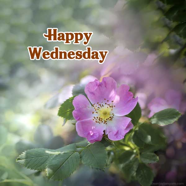 good morning wednesday pic