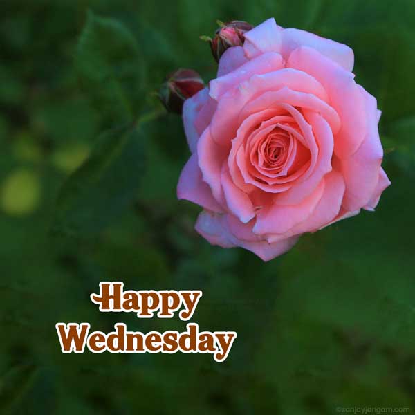 good morning wednesday pictures