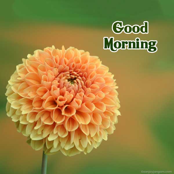 good morning winter images