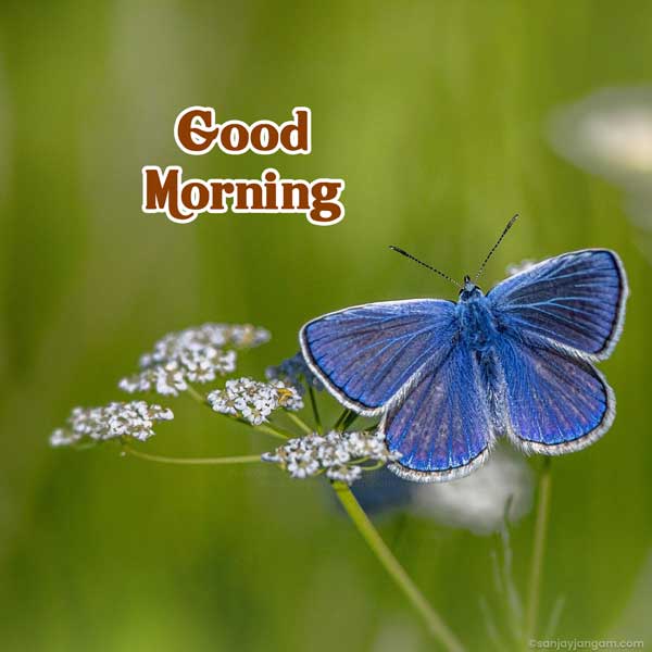 good morning wishes images