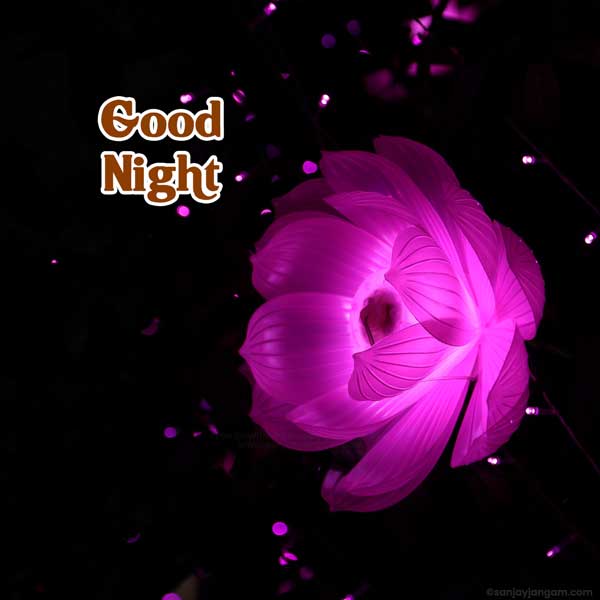 70 Beautiful Good Night Images Photos  Pictures HD 2022