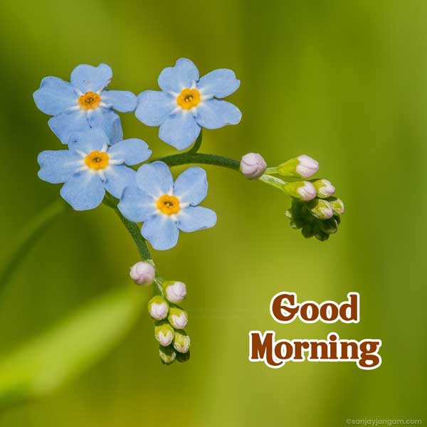 green good morning images