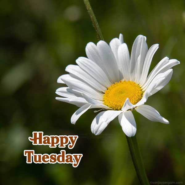 happy blessed tuesday images