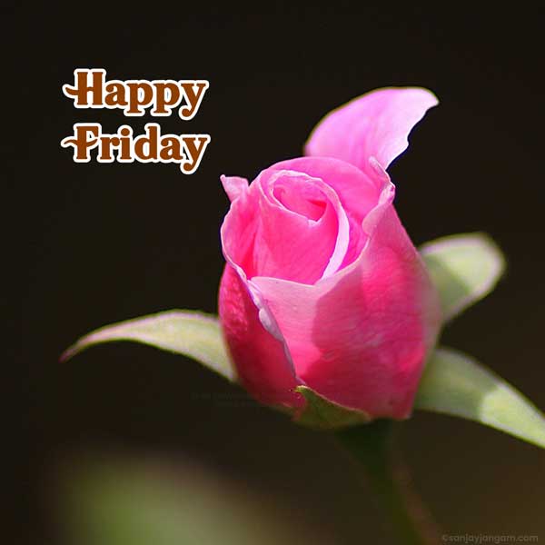 happy friday wishes images