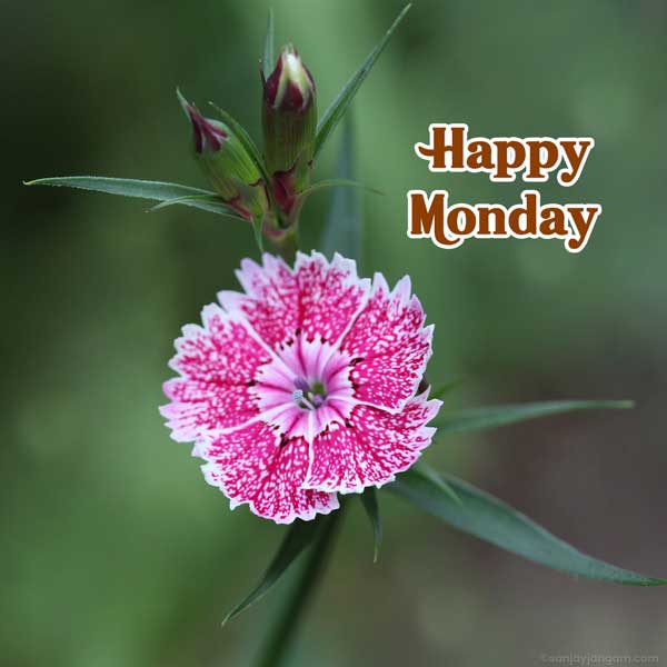 happy good morning monday images