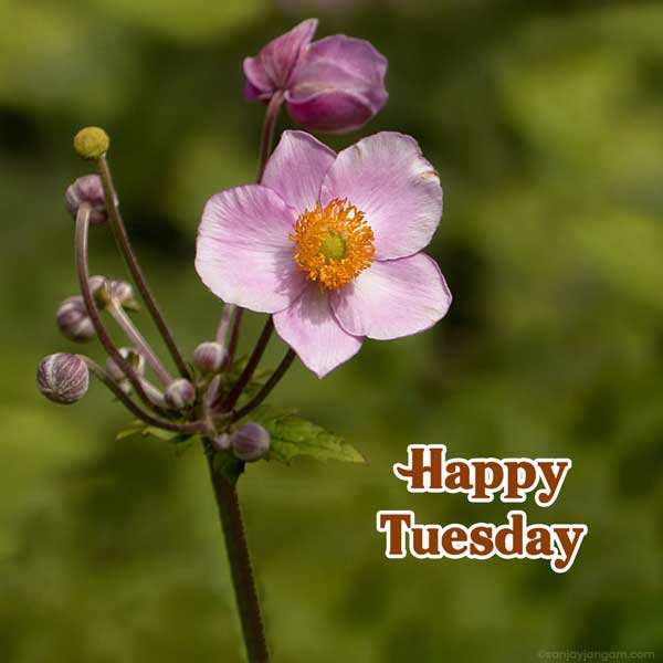 happy good morning tuesday images