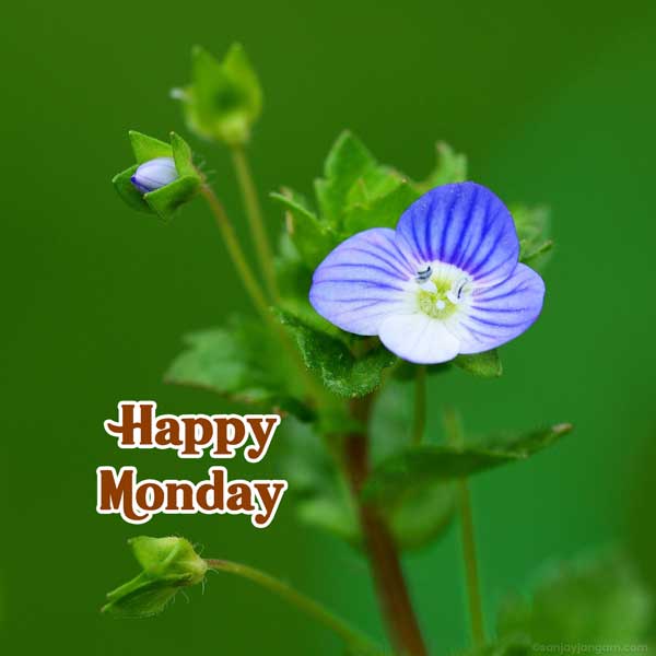 happy monday blessings images