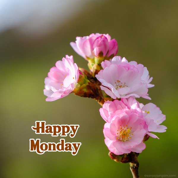 happy monday flowers images