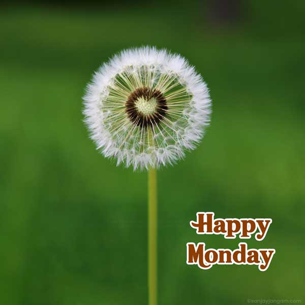 happy monday images funny