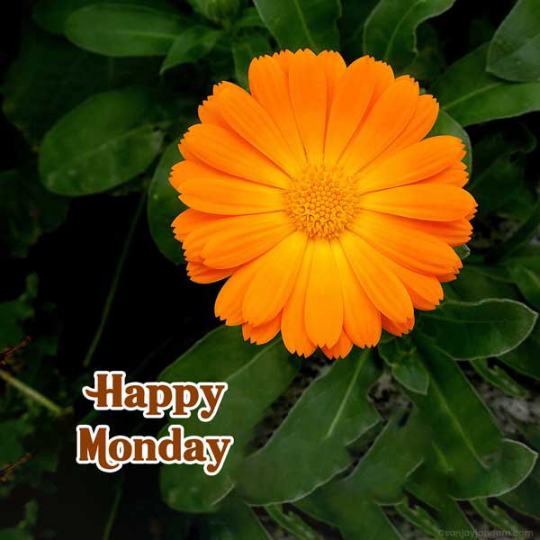 happy monday images