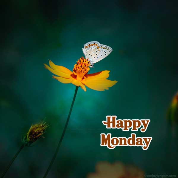 happy monday wishes images