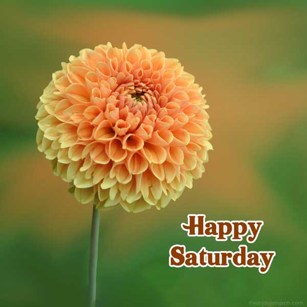 happy saturday and weekend images