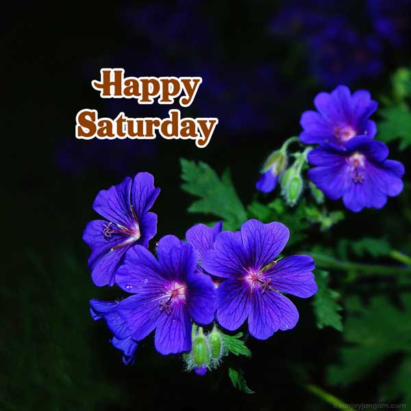 happy saturday flowers images
