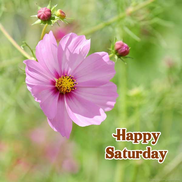 happy saturday friends images