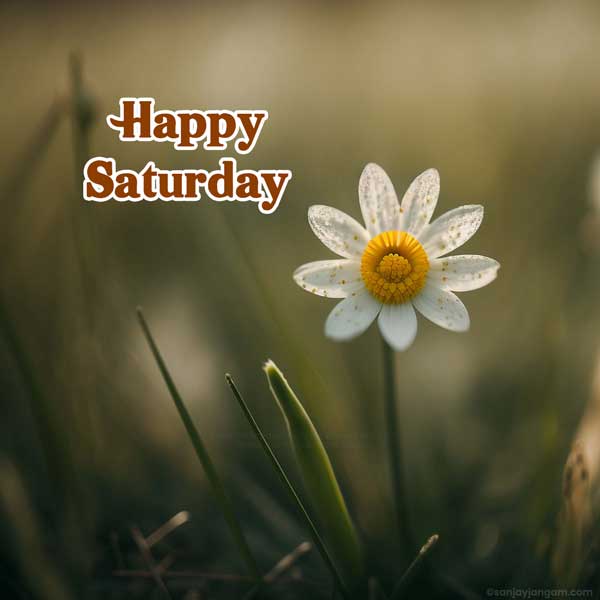 happy saturday images for whatsapp