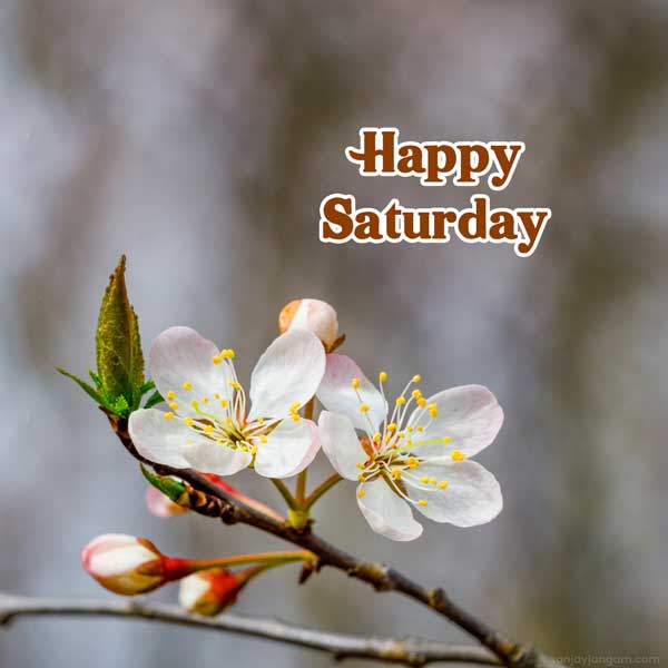 happy saturday nature images