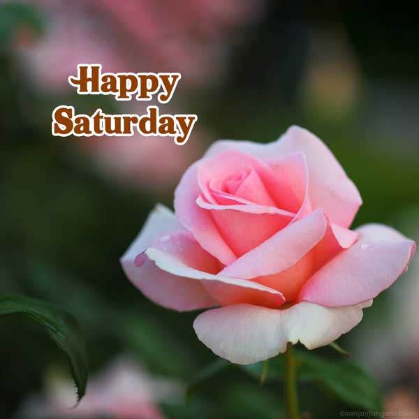 happy saturday wishes images