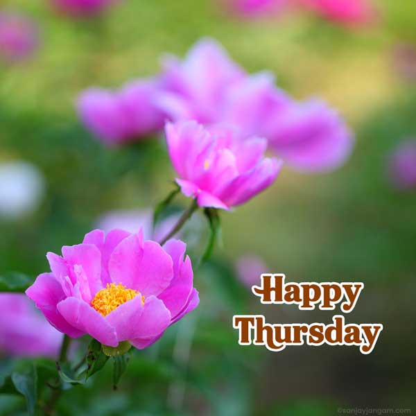happy thursday flowers images
